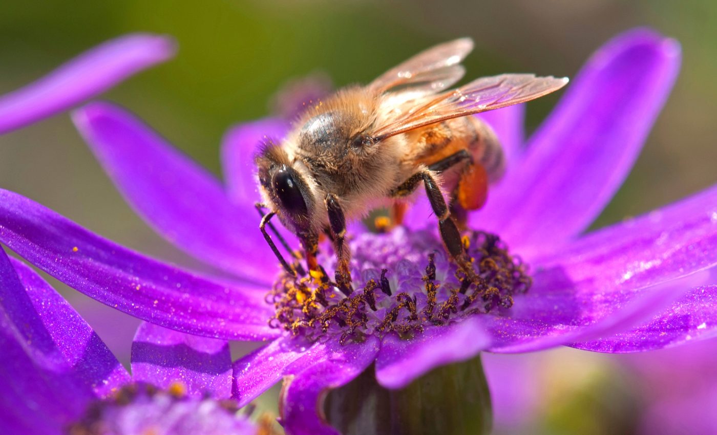 Pollinators and herbivores have very different effects on flower traits