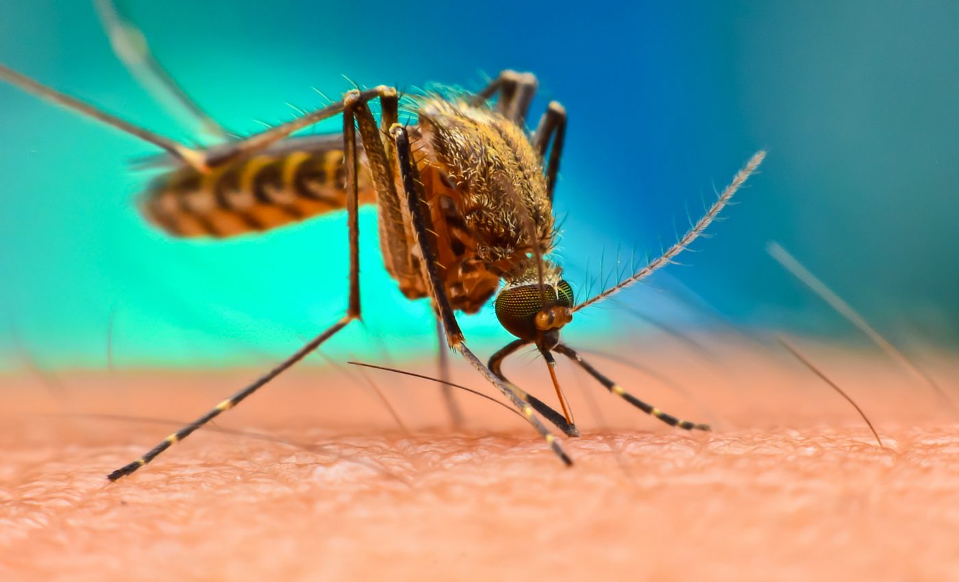 Range of tick and mosquito-borne disease is spreading rapidly