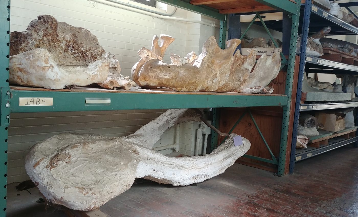 Fossils reveal elephant-like animals once roamed Texas