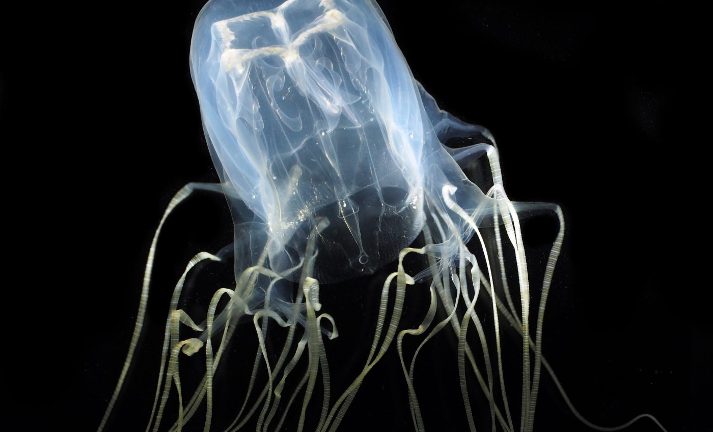 How jellyfish break free from the seafloor