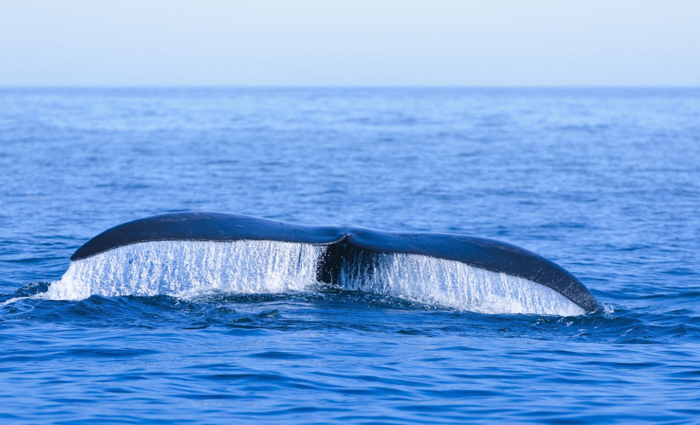 New hope for North Atlantic right whales after 7 calves are spotted