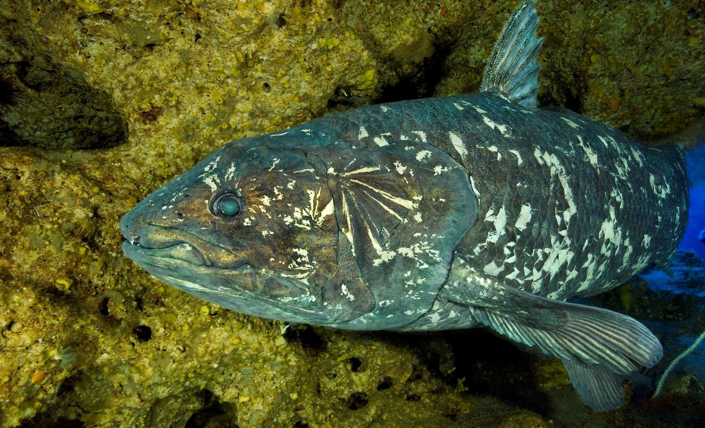 ‘Living fossils’ reveal how skulls evolved in vertebrates