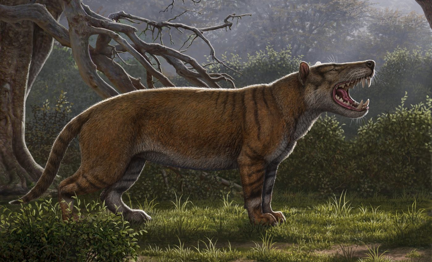 22 million-year-old fossils reveal new species of giant carnivore