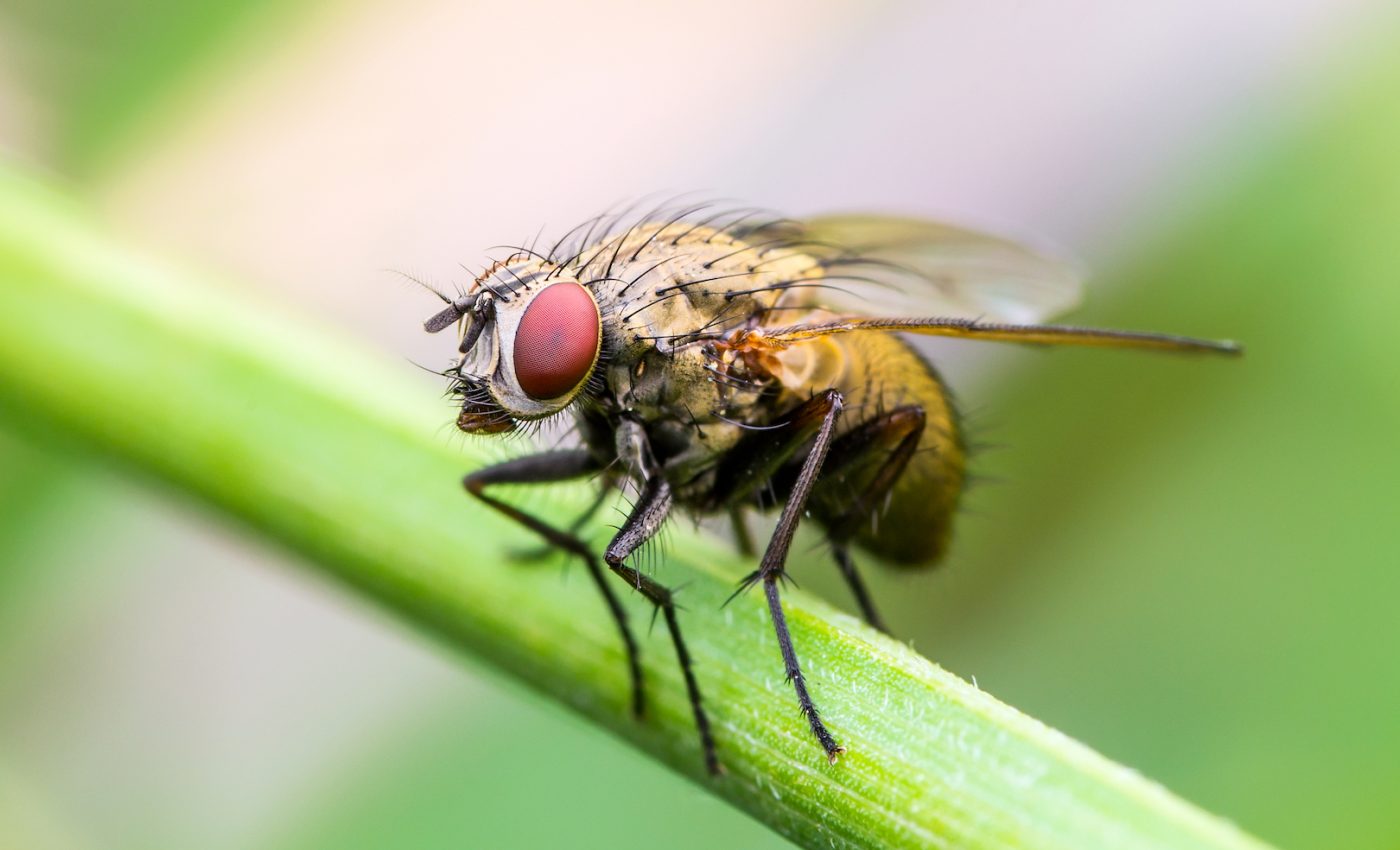 How does a fruit fly smell?