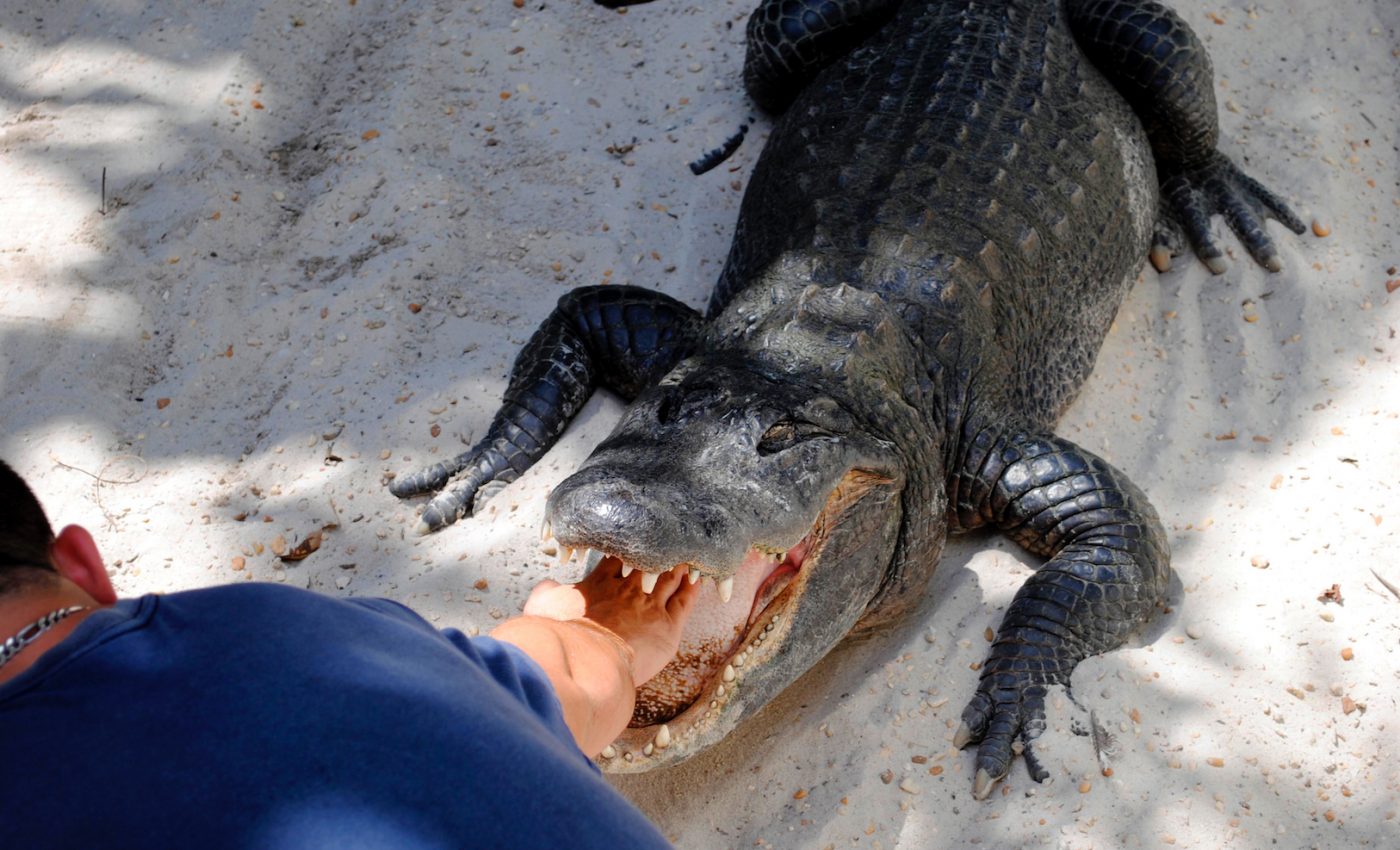 Alligator wrestling in Florida may soon become a thing of the past