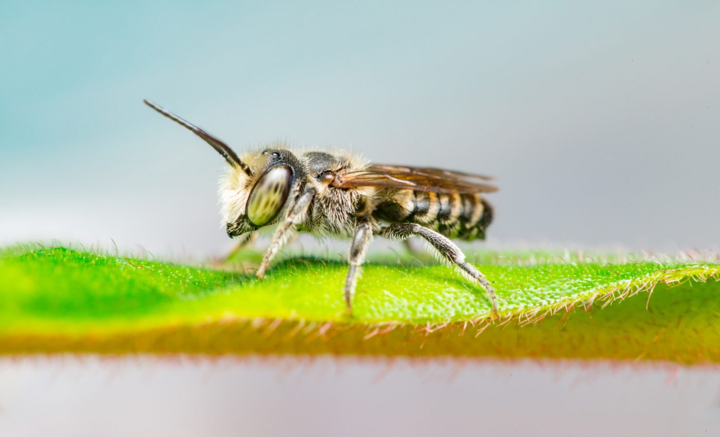 More than a dozen wild bee species are on the decline