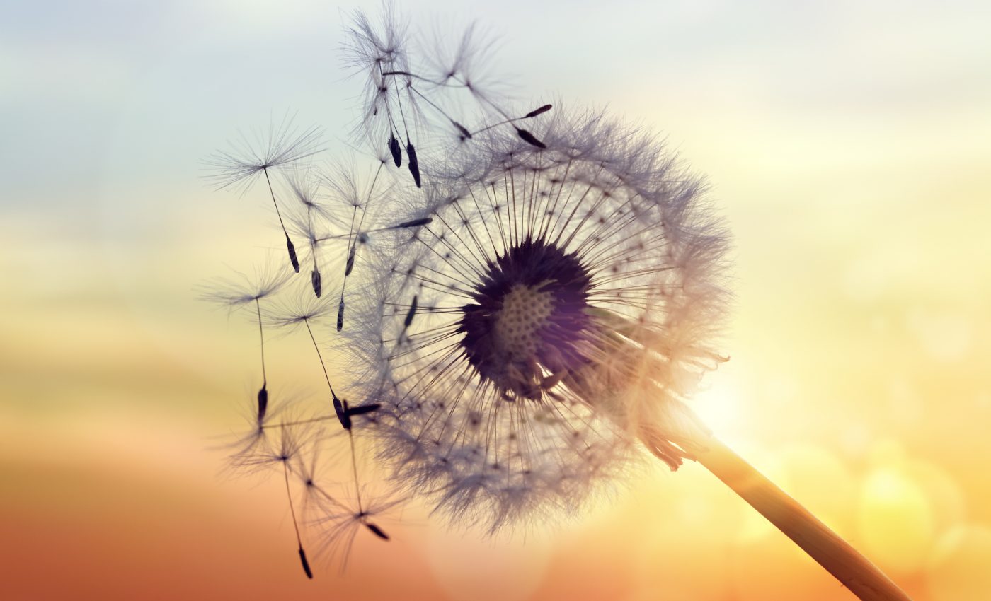 Competition for nutrients among seeds drives faster plant evolution