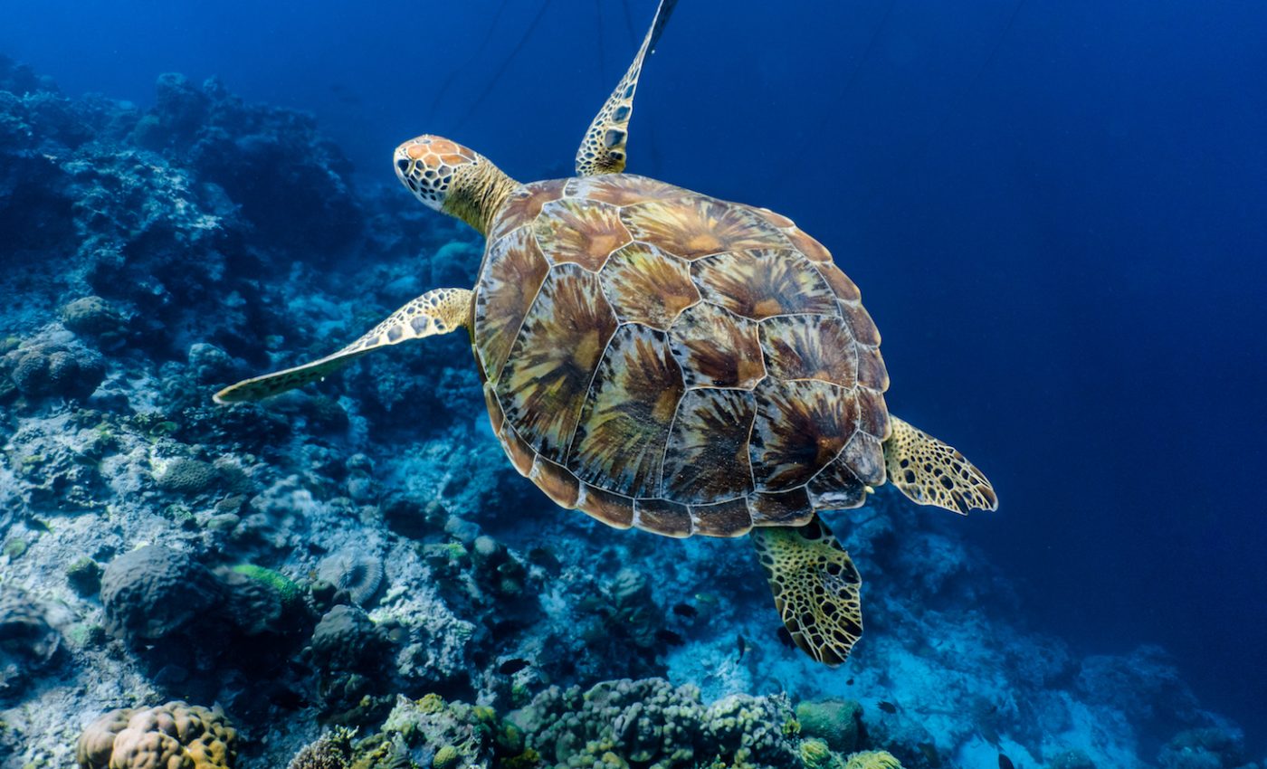Green sea turtle populations are bouncing back while hawksbills struggle