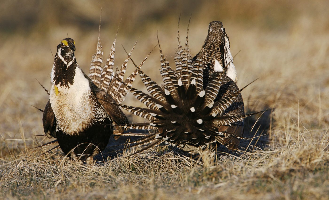 Politics threaten the protection of endangered sage grouse
