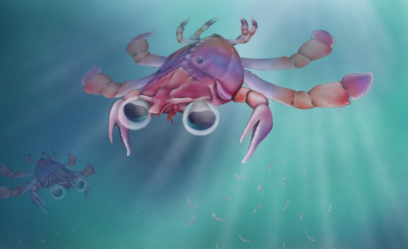 95 million-year-old crab cousin is rewriting the definition of a crab