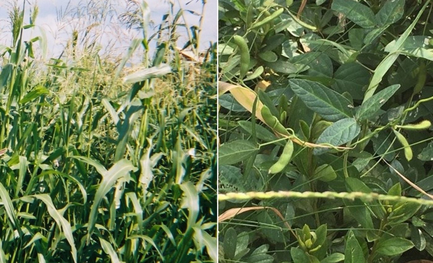 Genetic material makes some plants better candidates for domestication