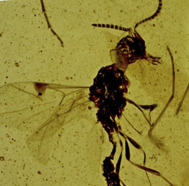 Newly found ancient wasp named after Dracula for its terrifying teeth