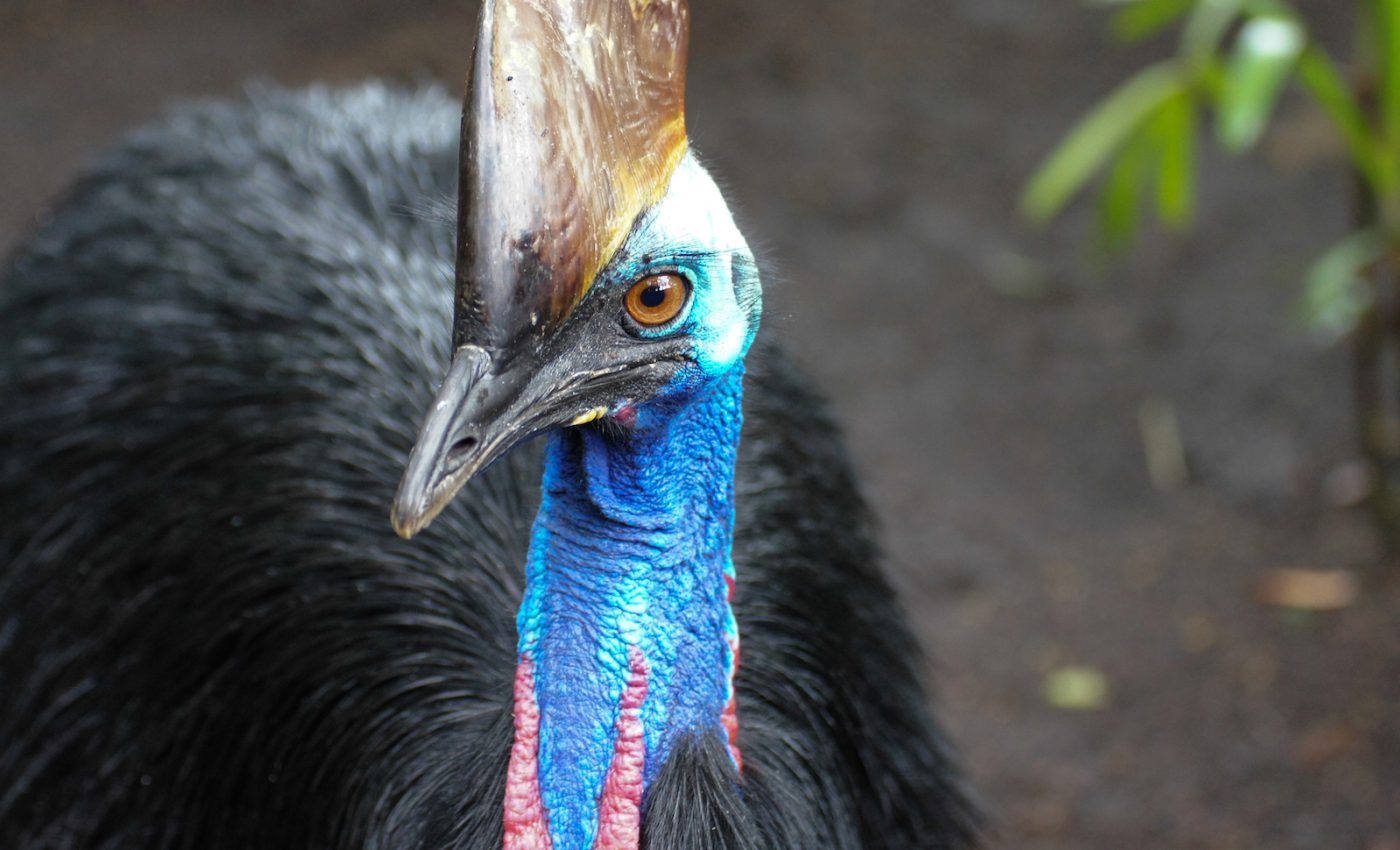 Cassowary kills owner, highlighting the dangers of exotic pets