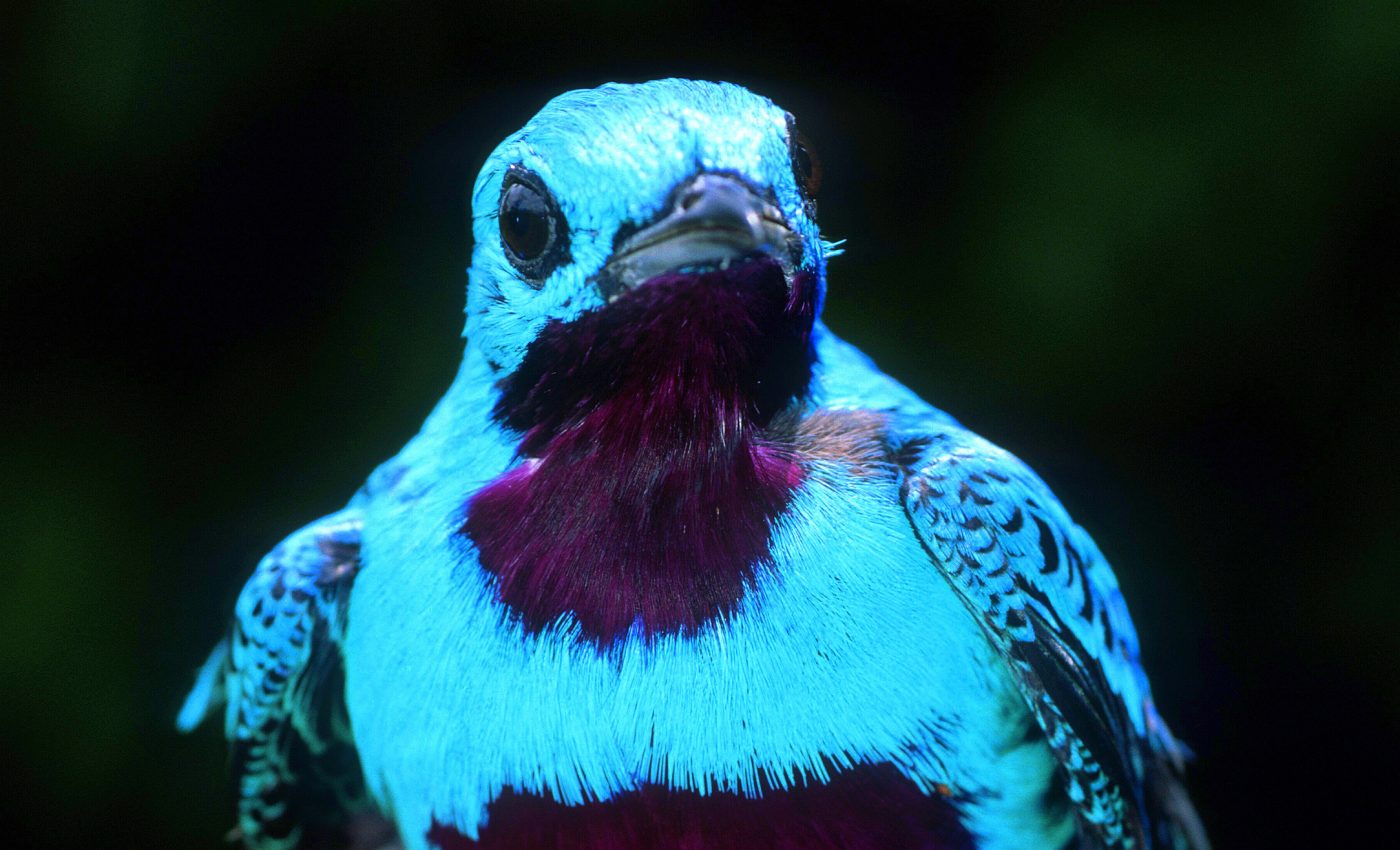 Coffee plantations are both good and bad for tropical birds