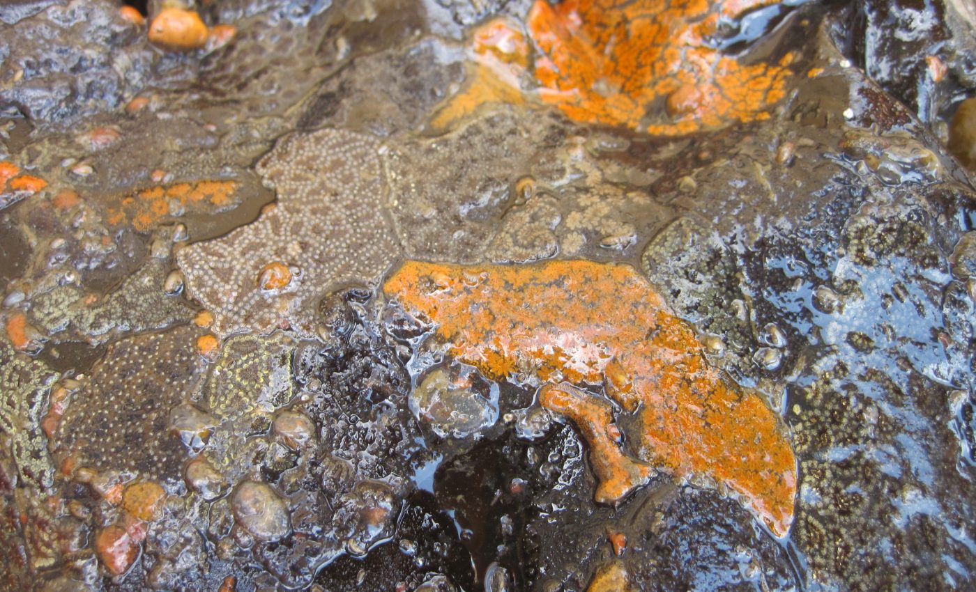 Early detection is key to preventing damage from invasive species