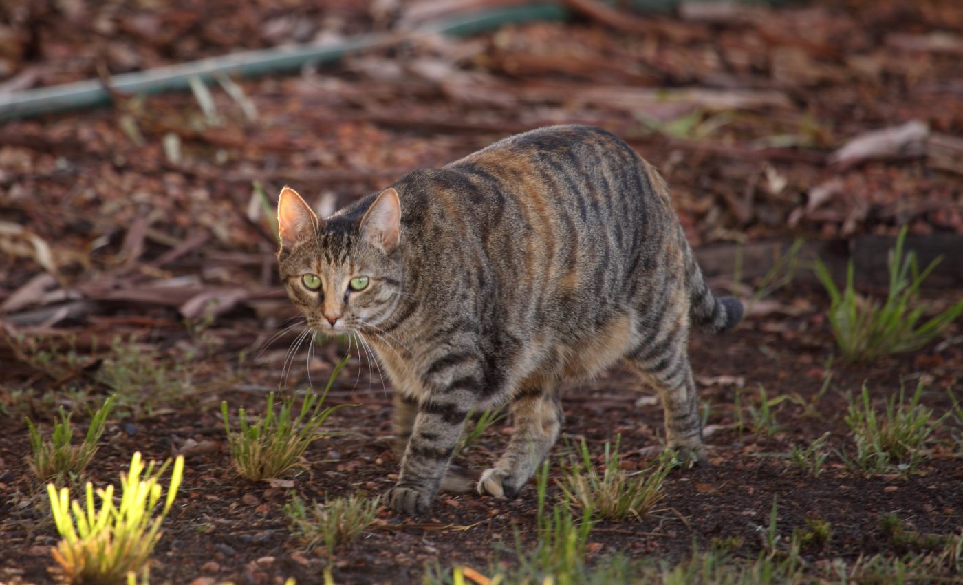 Why Australia plans to cull millions of feral cats