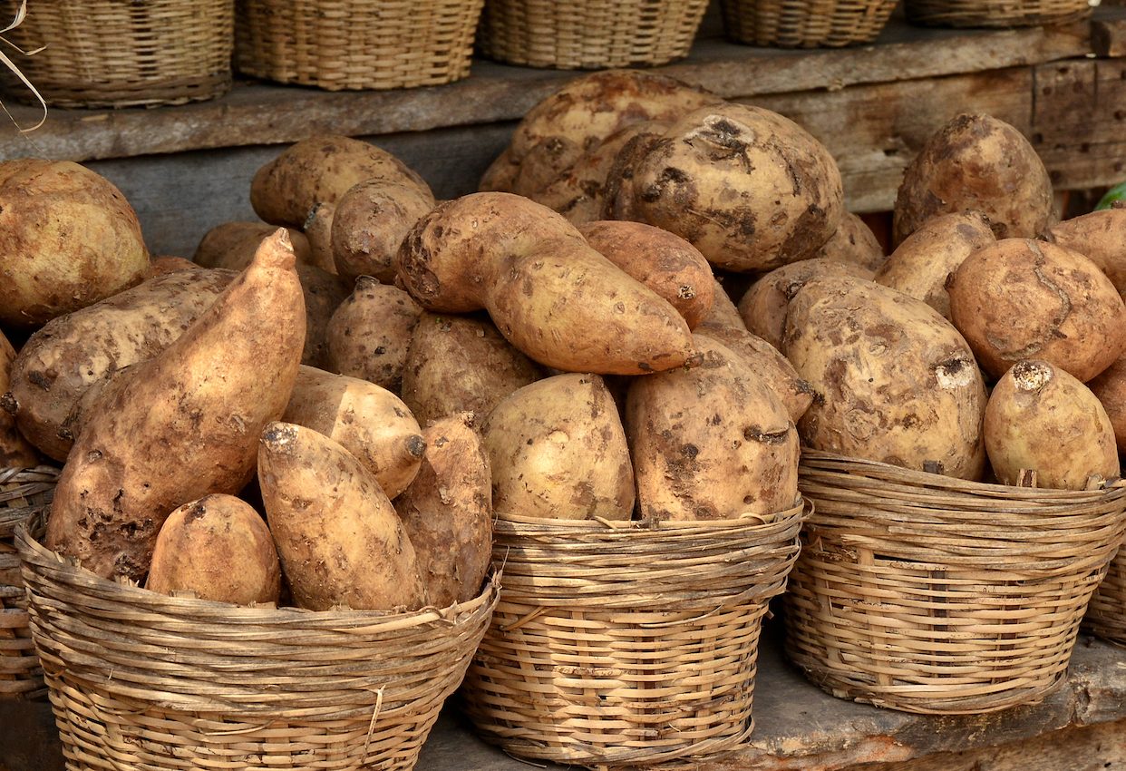 Yams reveal how West Africa played a big role in crop domestication