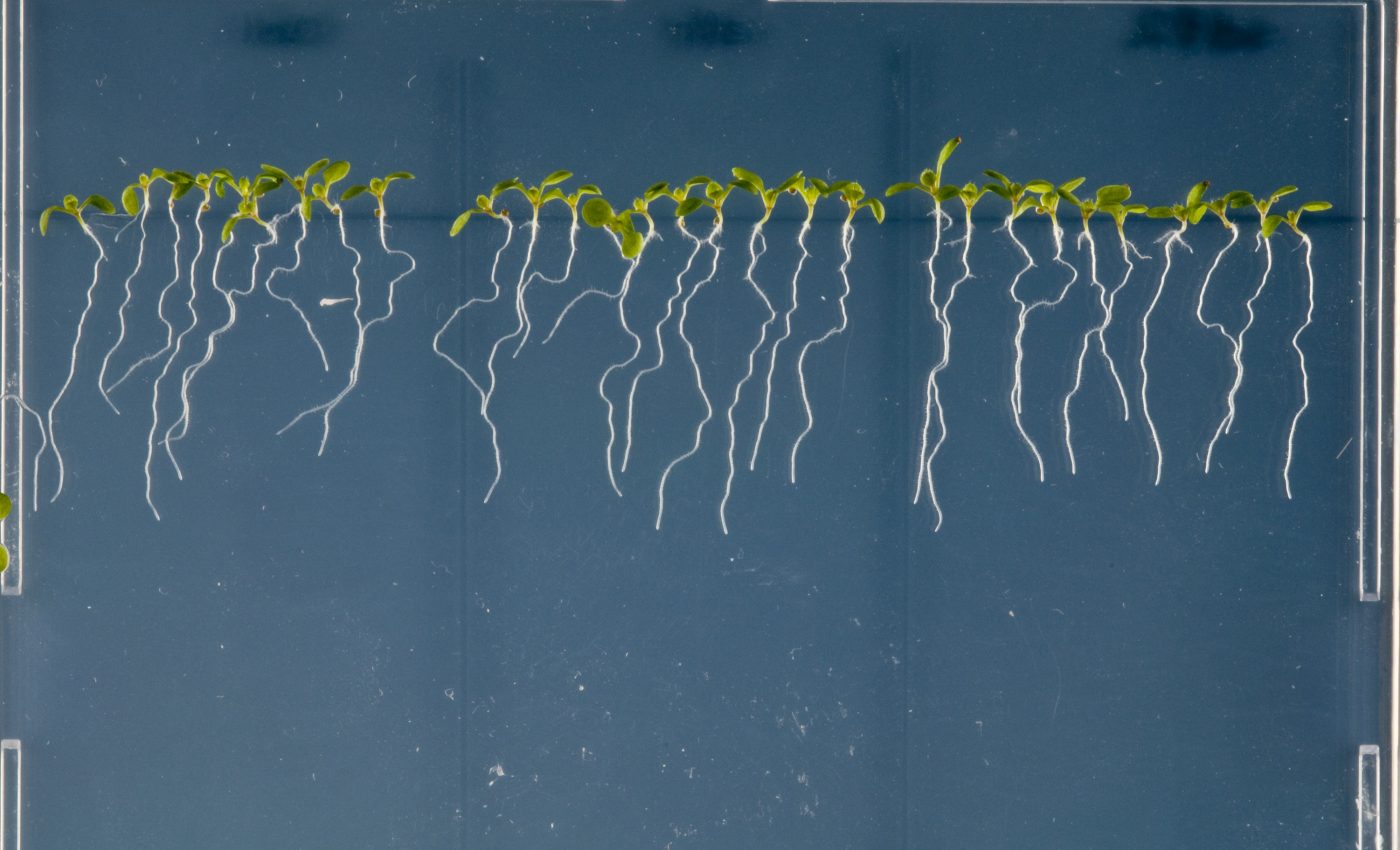 Plants produce medically-valuable chemicals to maintain microbe communities