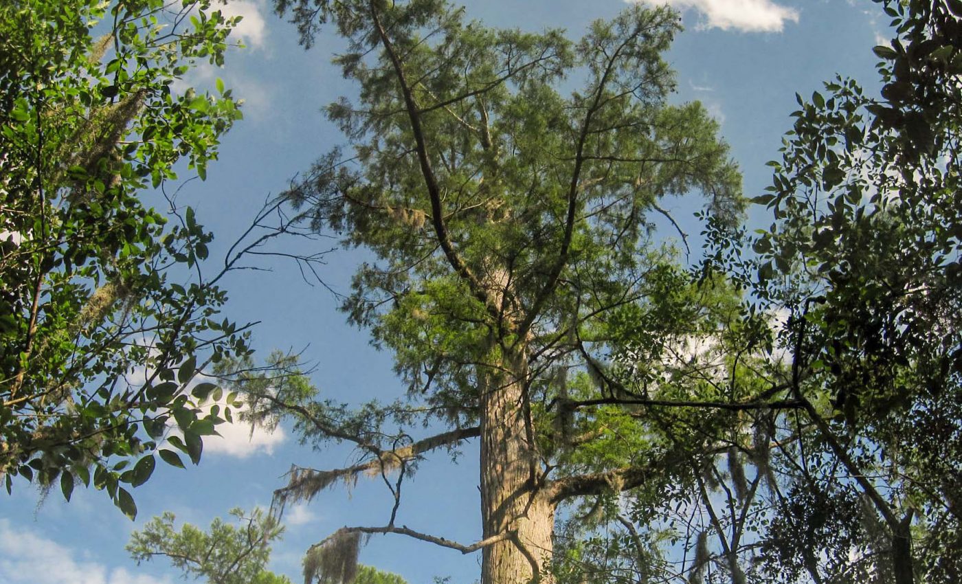 Ancient forest in North Carolina holds the oldest trees in North America