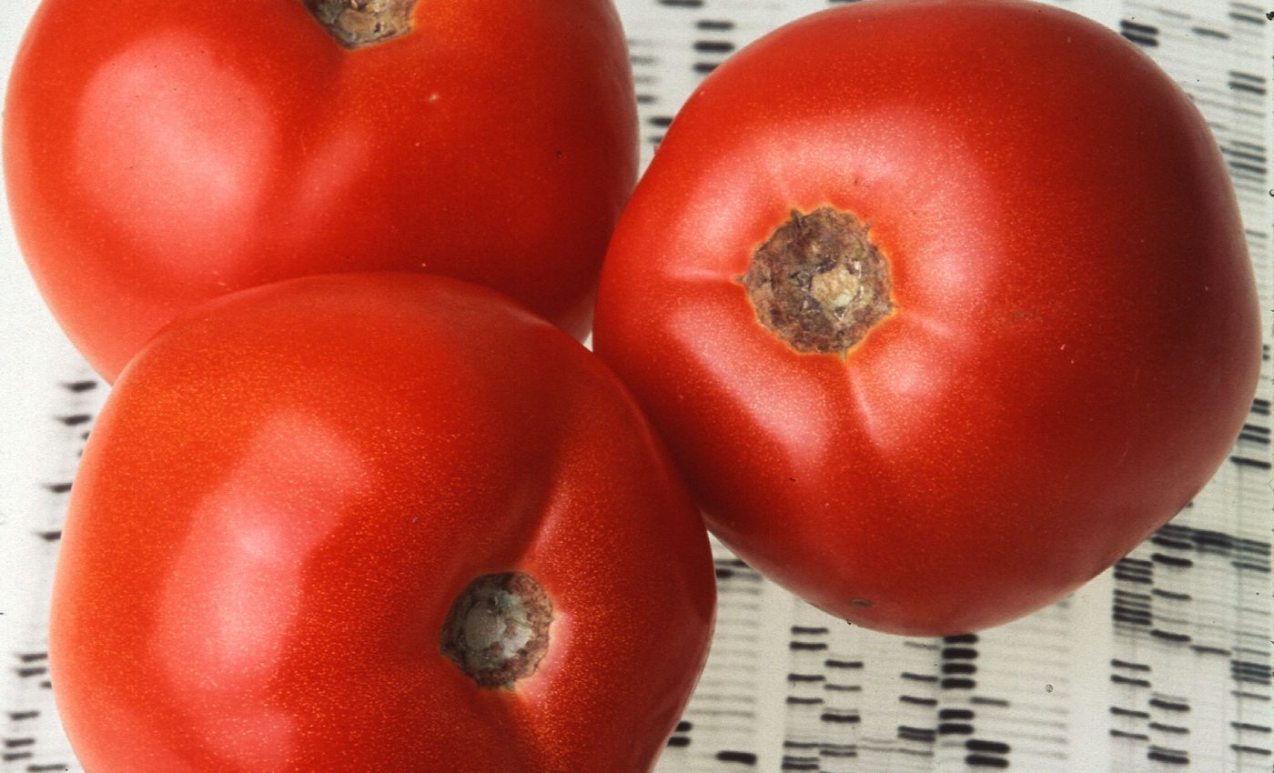 A new way to improve the flavor of store-bought tomatoes