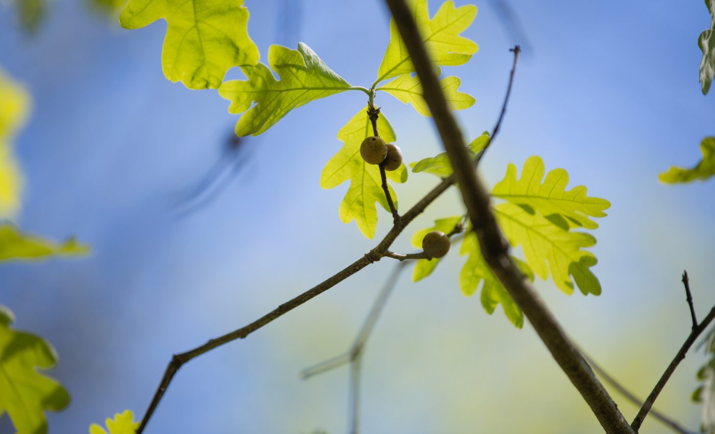 Plants used as Civil War injury remedies prove effective against tough bacteria