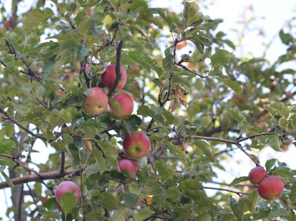 How apples evolved to attract animals and became domesticated