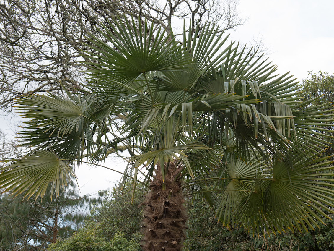 Palm trees in England? Invasive plants could soon spread across the UK