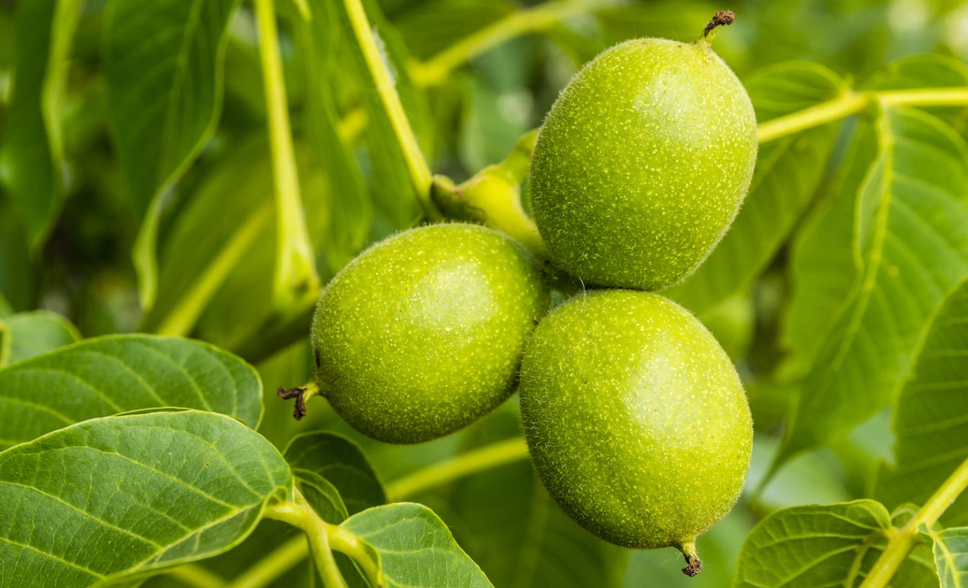 Scientists finally determine the origins of the Persian walnut