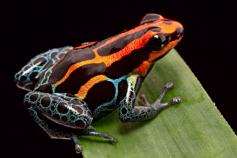 Why Are So Many Amphibian Species Threatened By Extinction?