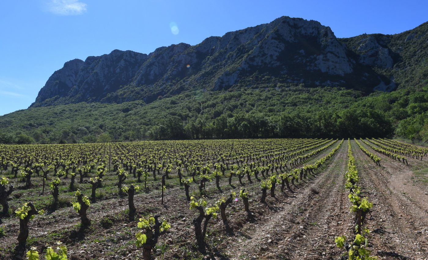 Ancient seeds trace wine grape variety back 900 years to one ancestral plant