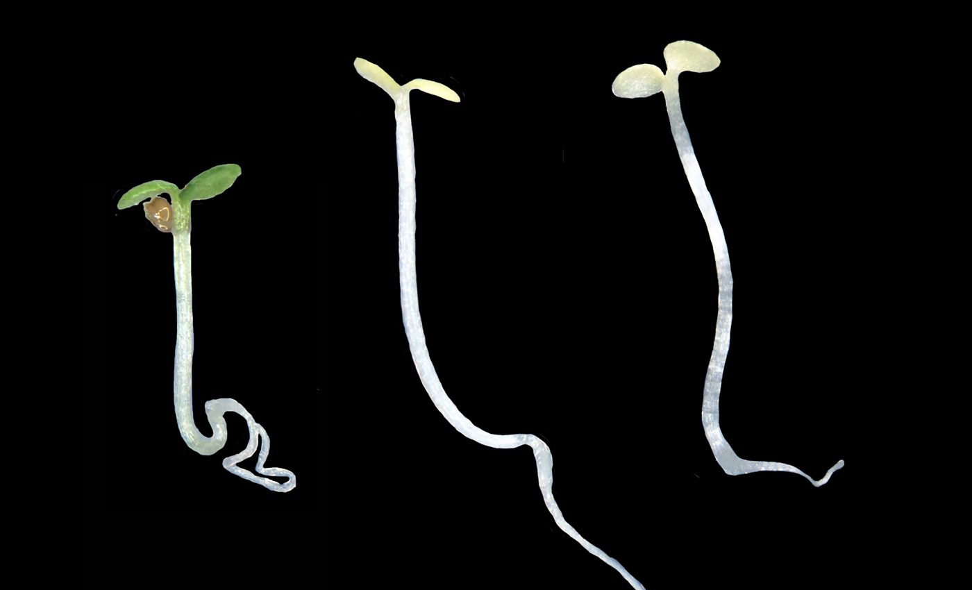 Scientists identify two genes involved in the growth and greening of plants