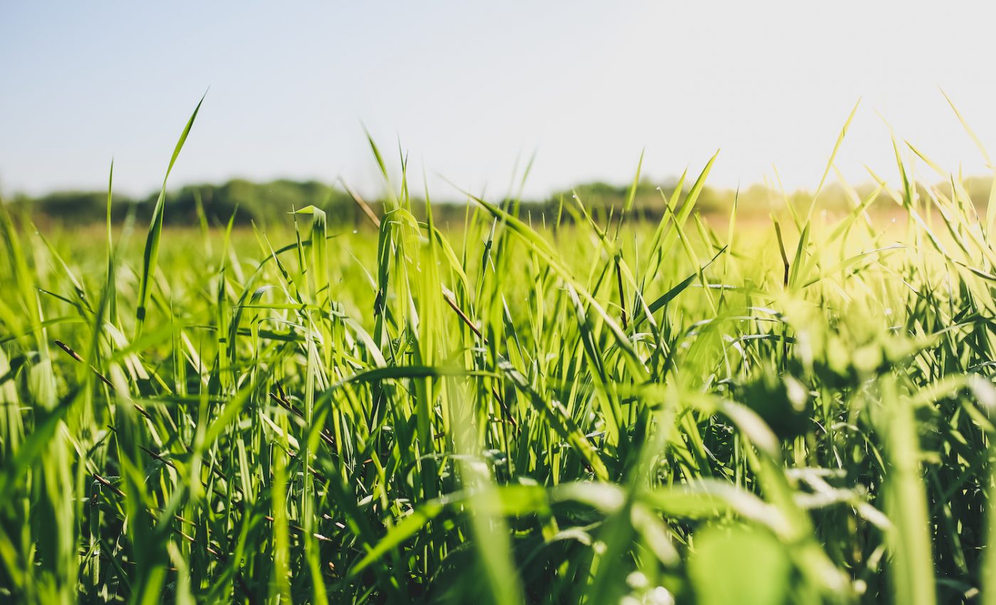 Scientists identify an ion channel that is critical for plant communication