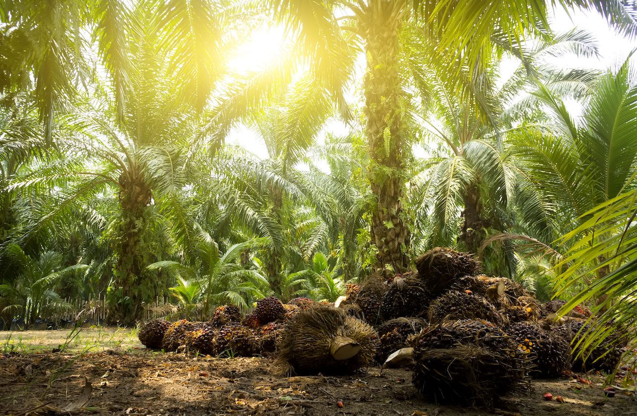 Nestle pledges responsible palm oil sourcing -- is it progress or greenwashing?