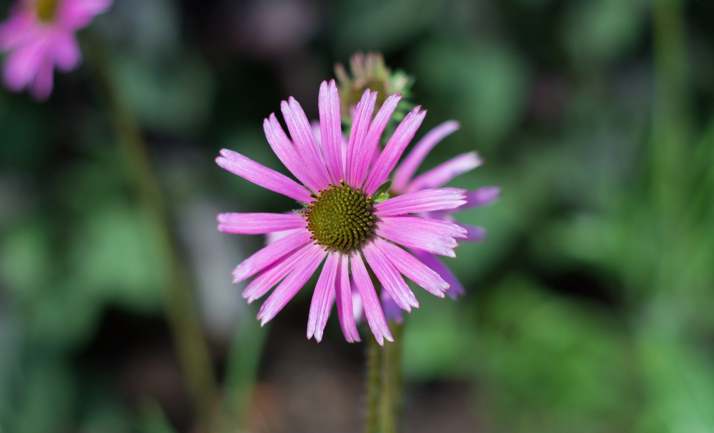 Back from the brink: The Tennessee Coneflower success story