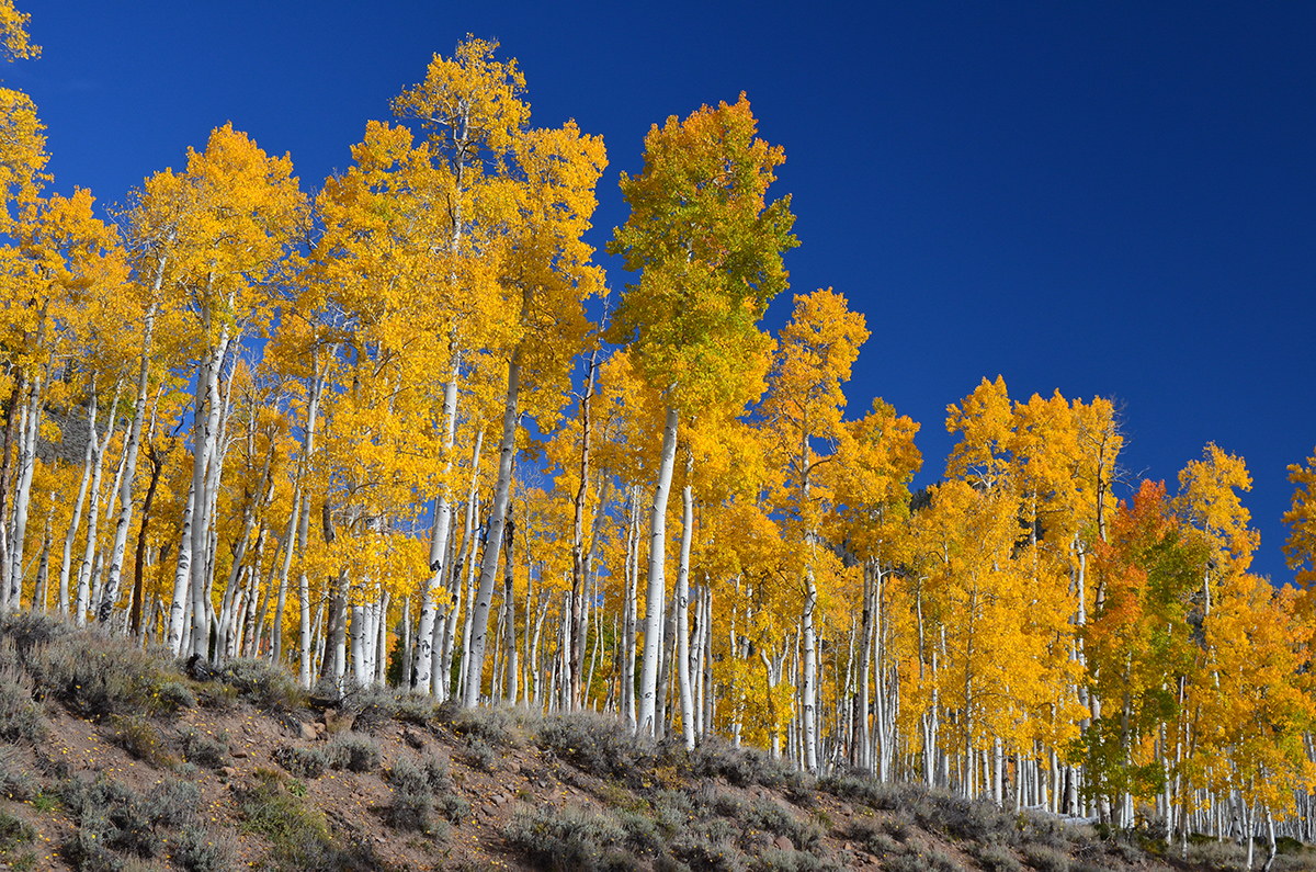 Meet Pando, one of the oldest organisms on Earth