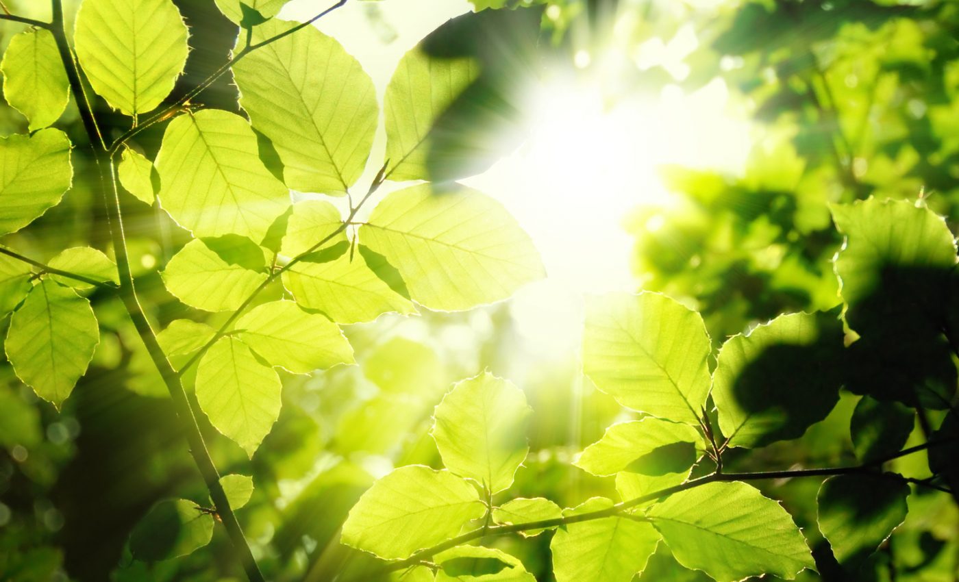 Understanding how plants breathe could help create drought resistant crops