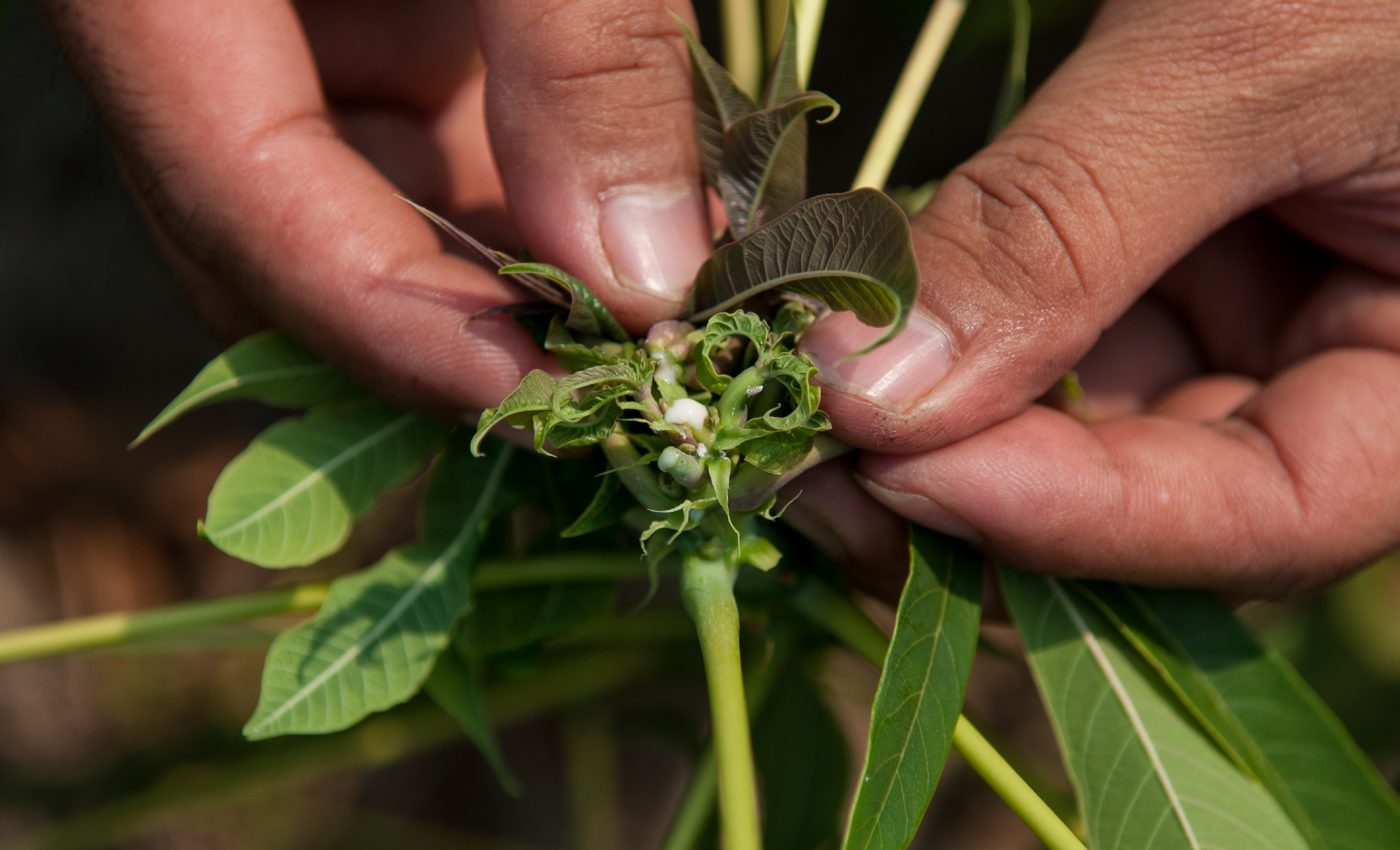 Why a global surveillance system for crop diseases is urgently needed