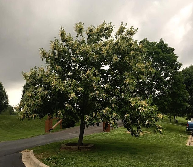 A mission to bring an Ozark chestnut tree back from the brink