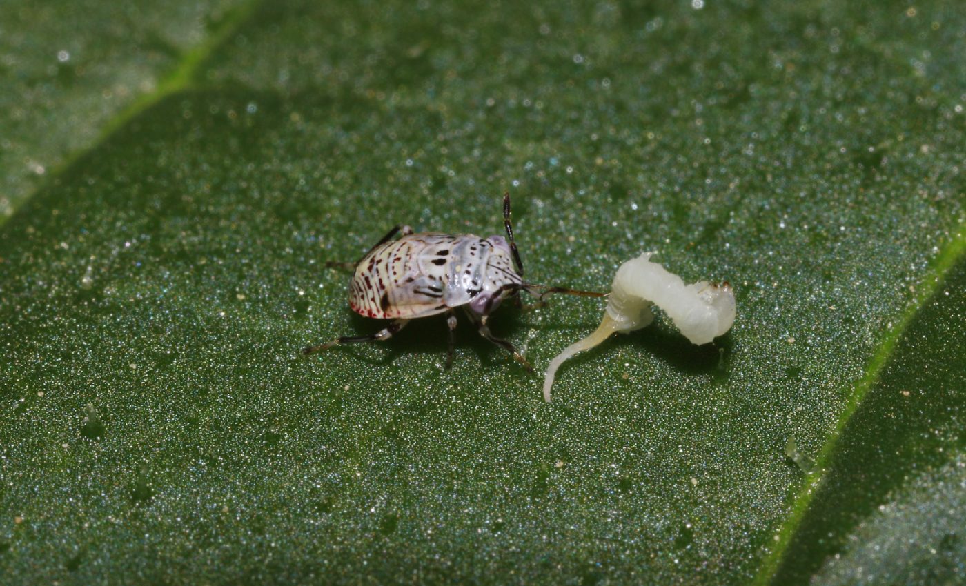 Plants have a chemical language that depends on environment, genetics