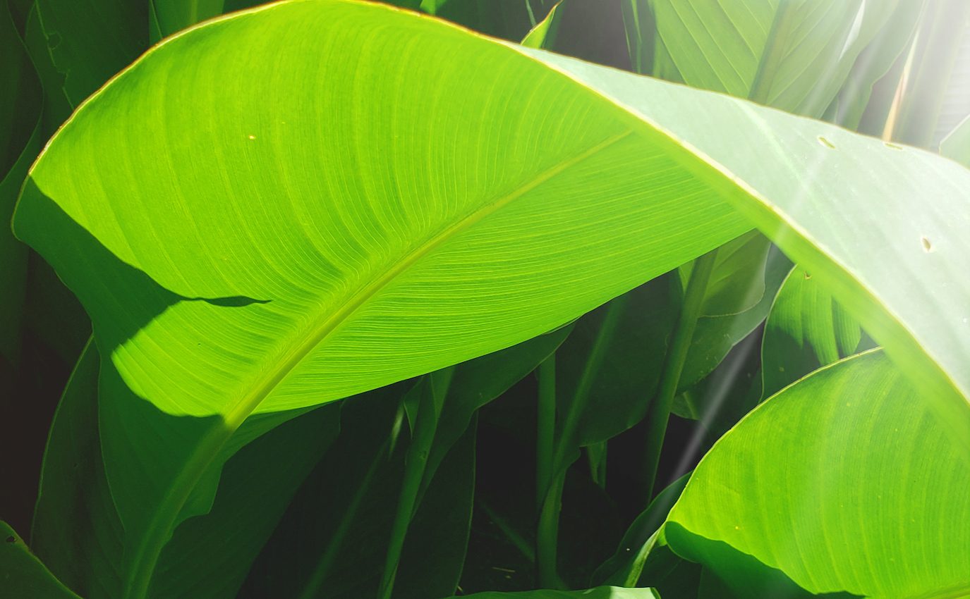 Can plants think, feel, and possess consciousness?