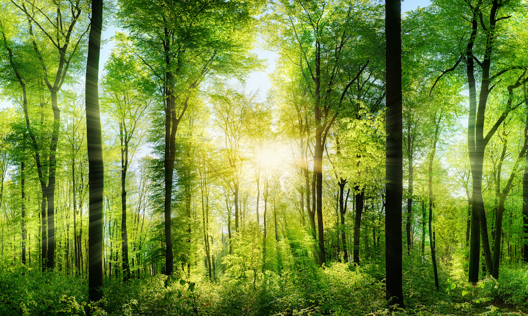 Forest restoration can make a major impact in battling climate change