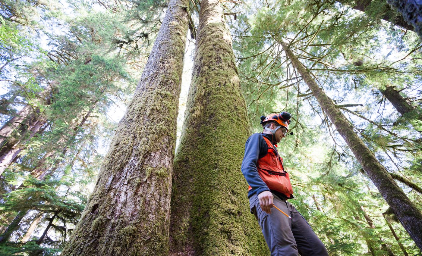 These massive, old trees were found to have thousands of genetic mutations