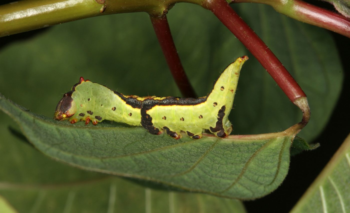 Caterpillars use an anti-predator defense when feeding on sticky plants