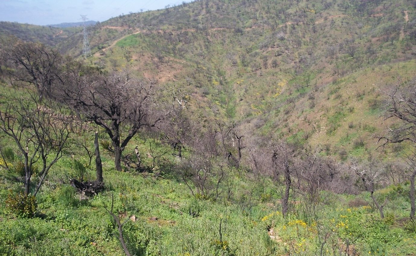 Wildfires negatively impact nighttime moth pollination