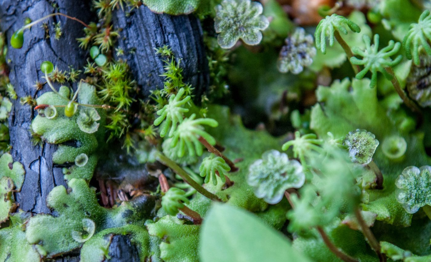 Plants that diverged 400 million of years ago share the same pathogen defense