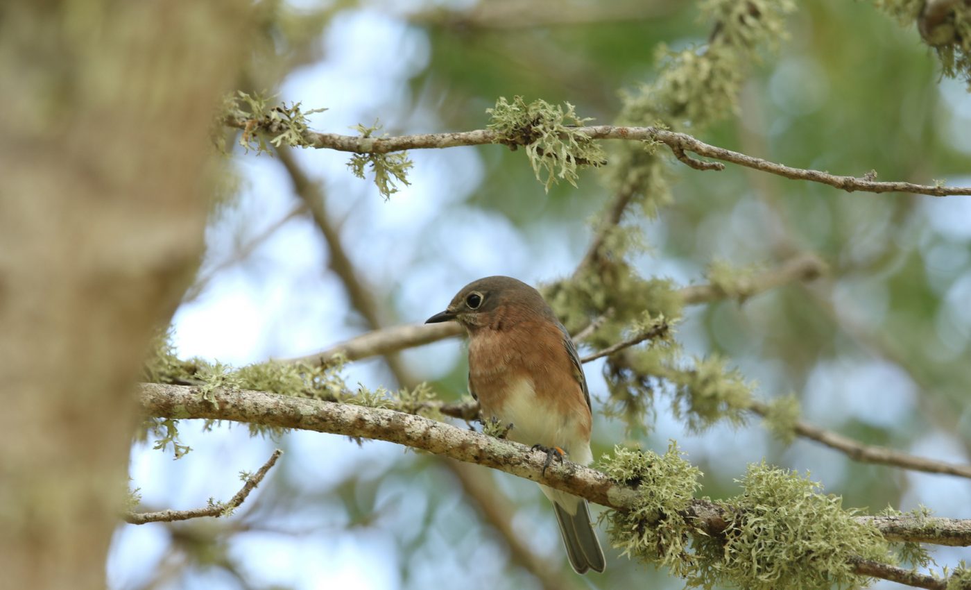 Many conifer species are on the road to extinction from climate change