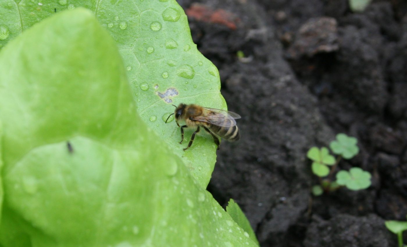 New plant probe can help track pesticides that may be harmful to bees