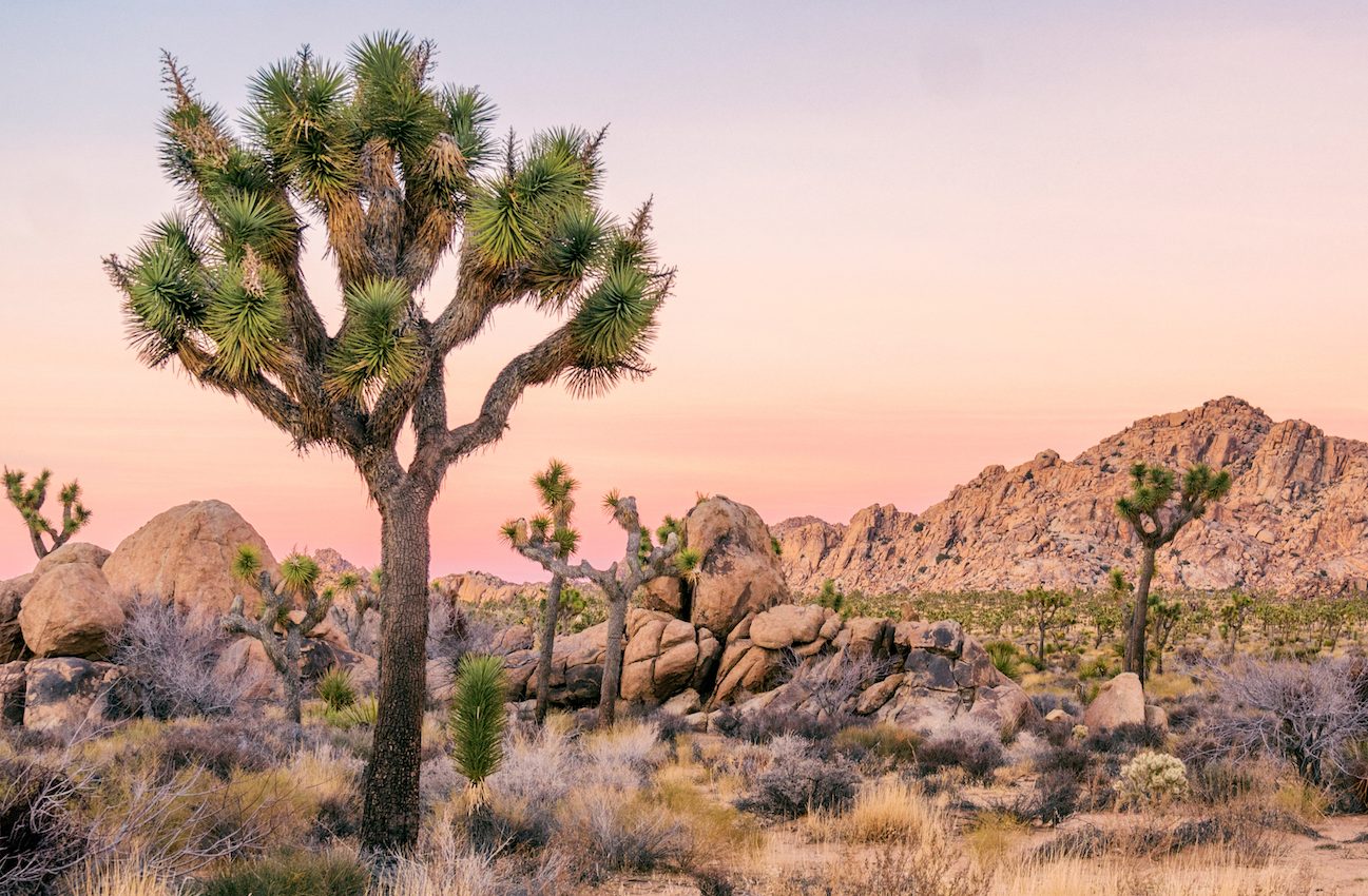 Joshua trees may not exist by the end of the century