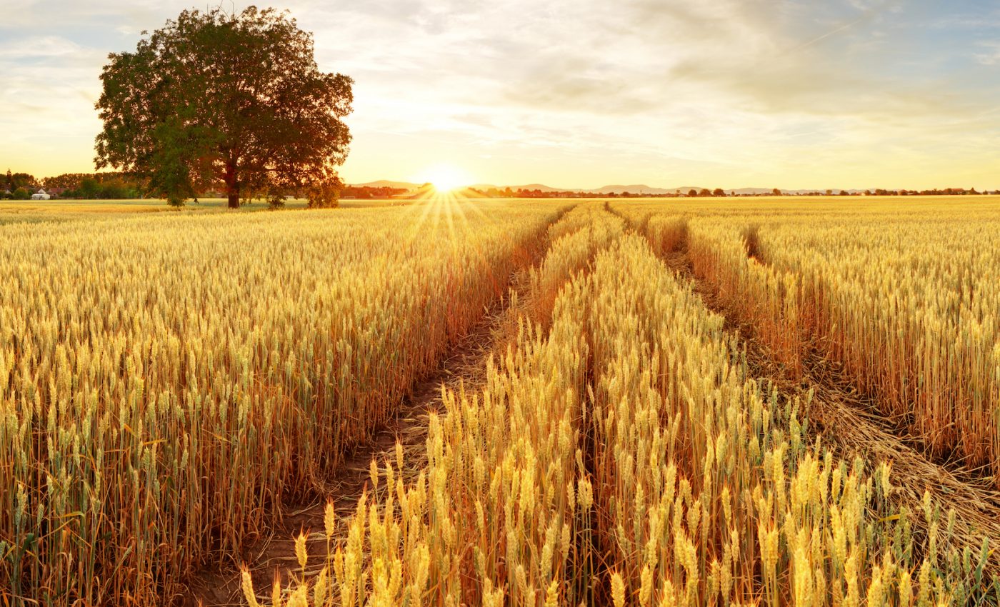 The world’s most critical nutrients will be limited by rising CO2 levels