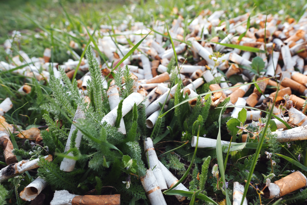 Trillions of cigarette butts are littered each year and it's killing plants